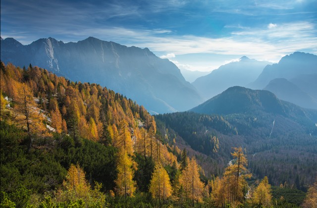 golden larches on Mangrt Pass