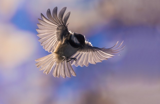 coal tit in flight