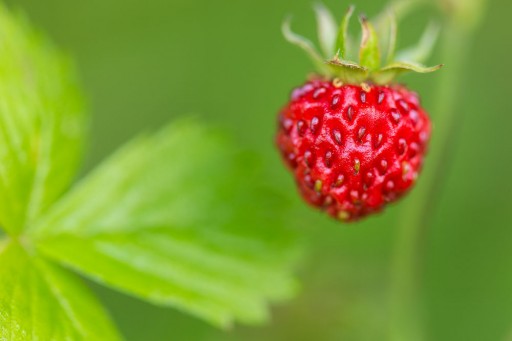 Wild Strawberry Fragaria vesca
