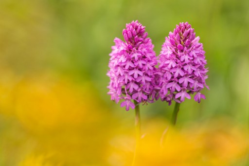Pyramidal Orchid Anacamptis pyramidalis