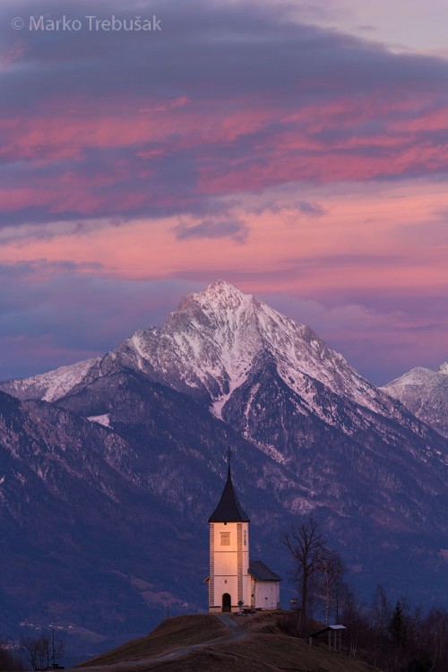 Jamnik st. Primus