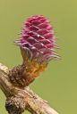 macesnov cvet ::: Larch flower/15.jpg/352