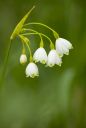 Summer Snowflake/cv_027_1ds.jpg/354