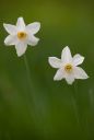 narcisi ::: Daffodils/cv_050_1ds.jpg/357