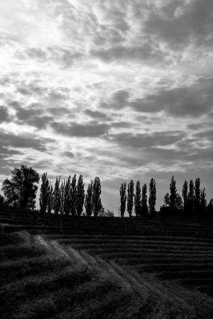 Vinyards Jeruzalem Ormož