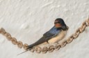 mtf-230527_0114-39-barn-swallow.jpg
